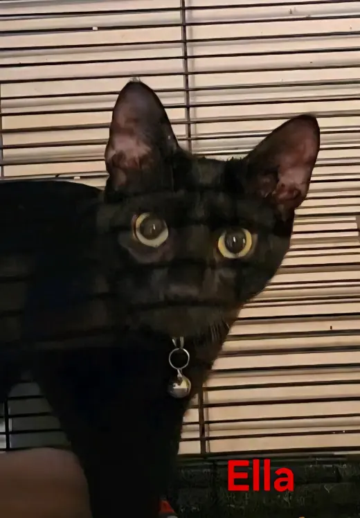 Ella