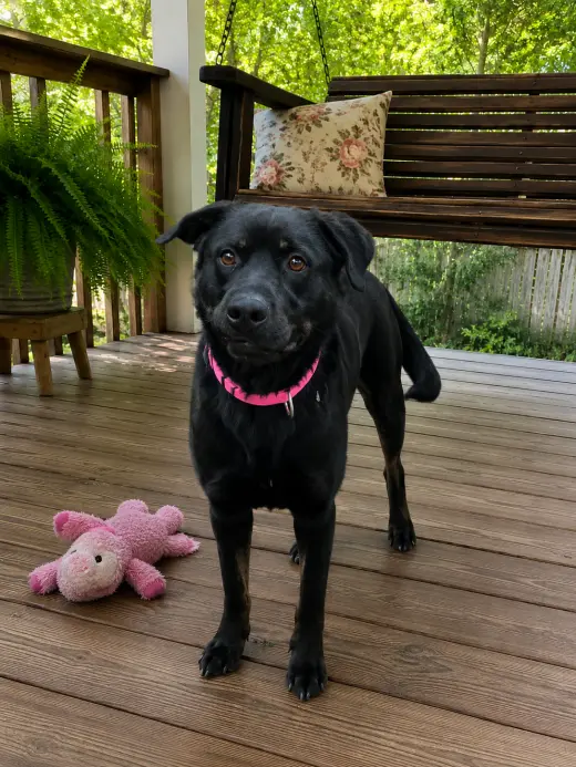 Female Black lab, black lab