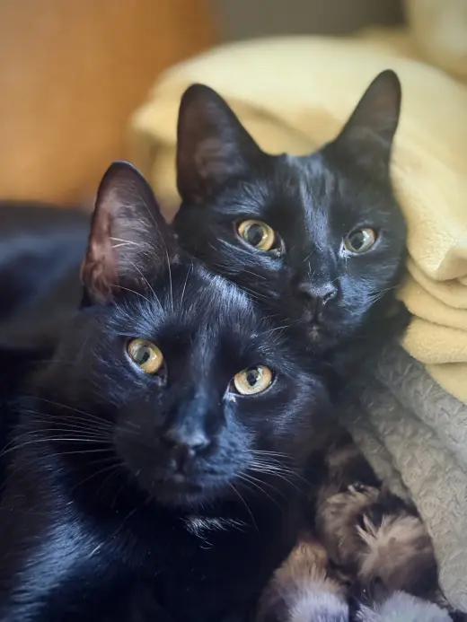 Johannes and Boyfriend