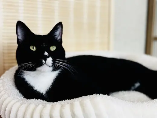 Felix