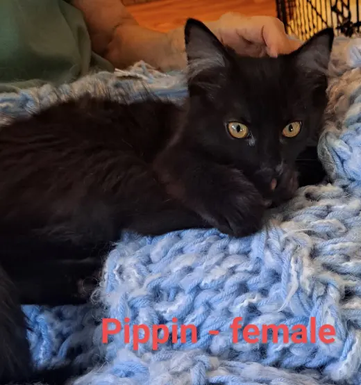 Pippi