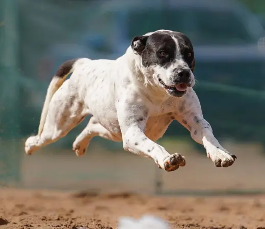 Ellie