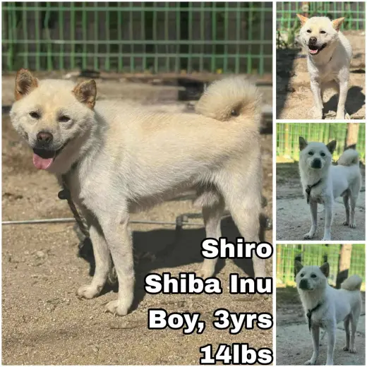 Shiro from Korea