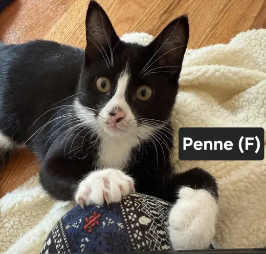 Penne