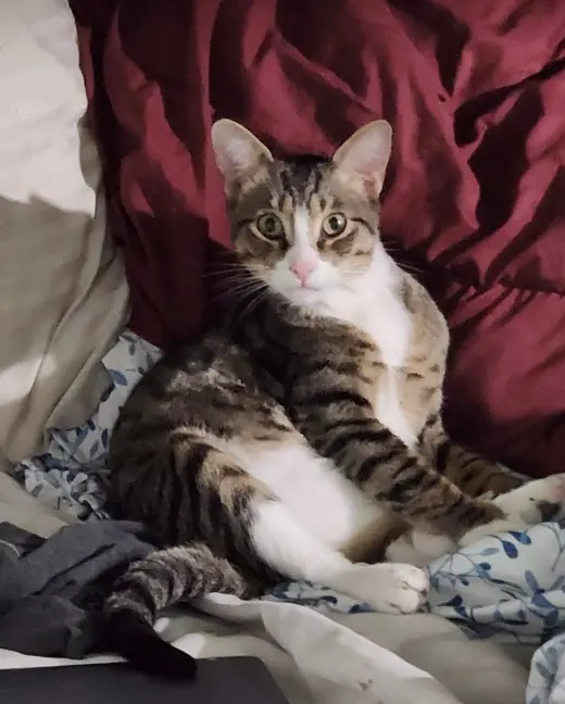FELIX