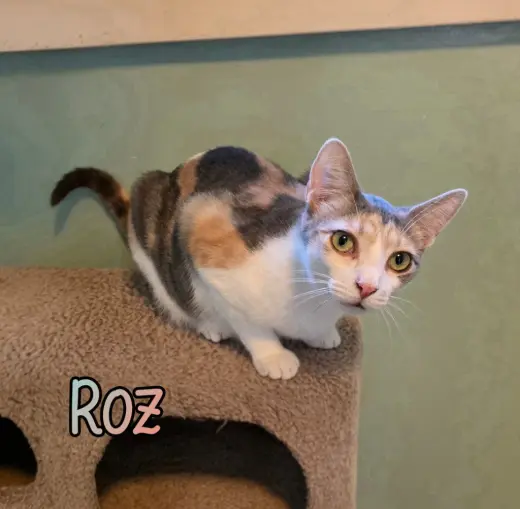 Roz