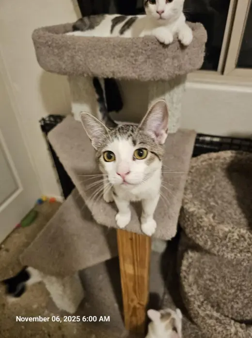 Penelope