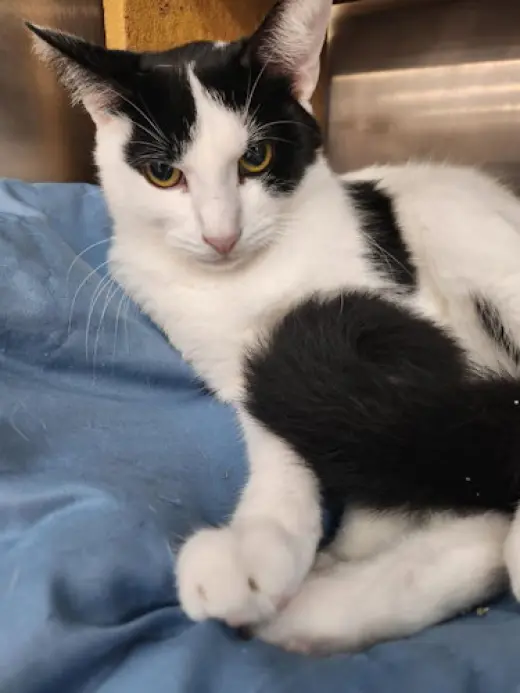 Jasper - Petsmart Plantation