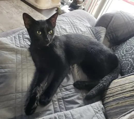 Onyx