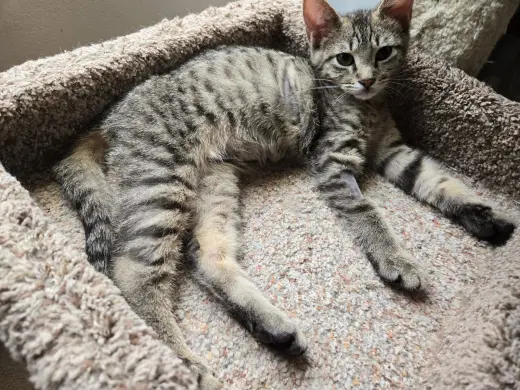 Chevy =^.^=