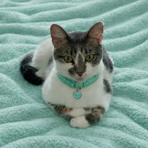 Calypso