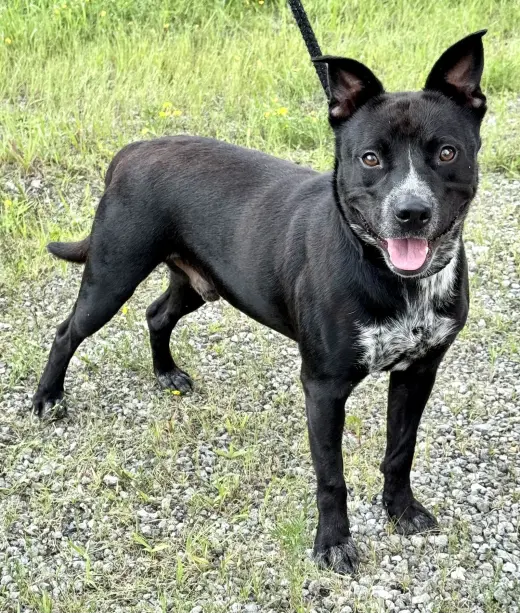 Louie (courtesy post)