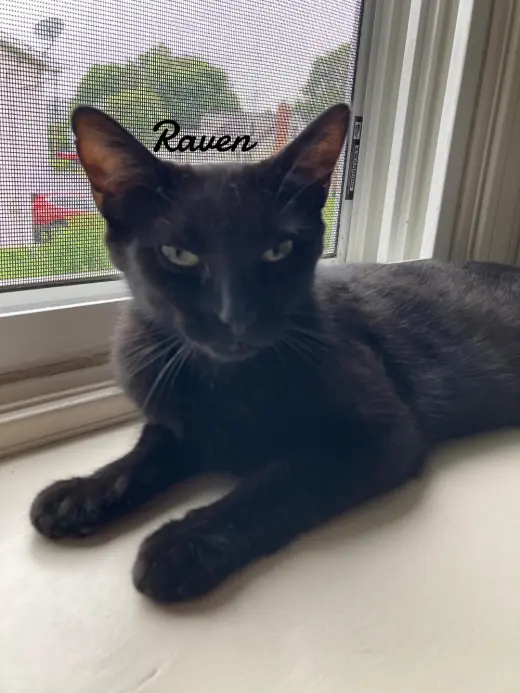 Raven