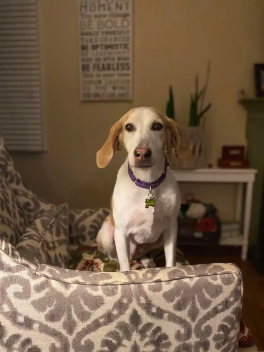 Kacey