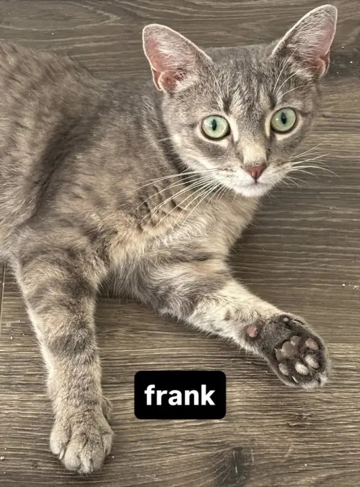 Frank (aka Frankie) female