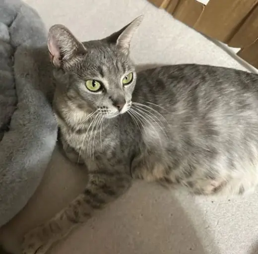 Molly Grace - PetsmartPlantationFosterHome