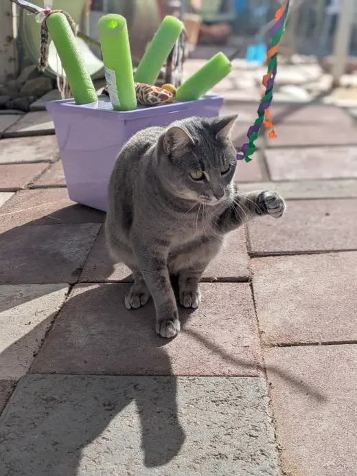 Shadow