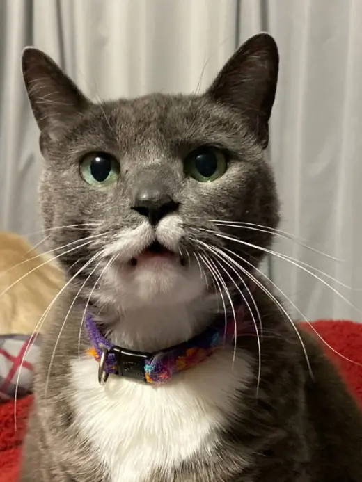 Cat Waiting List