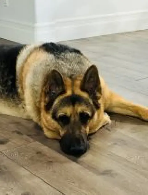 Gus
