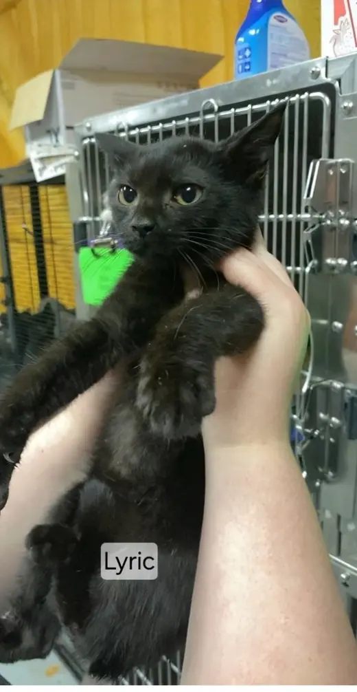 Pulaski Cats : Lyric