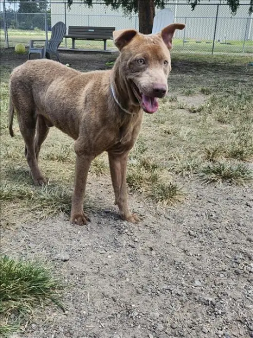 CLYDE