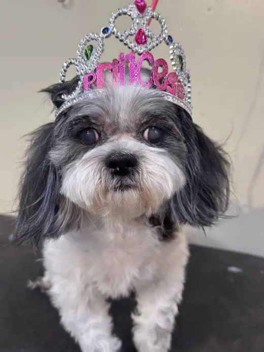 Princess
