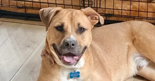 Chance (Cherry Litter)