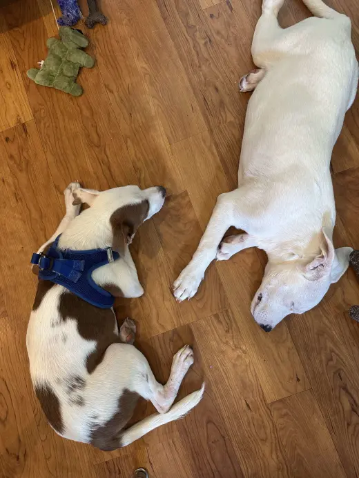 Gilligan - Gilligan Island Litter