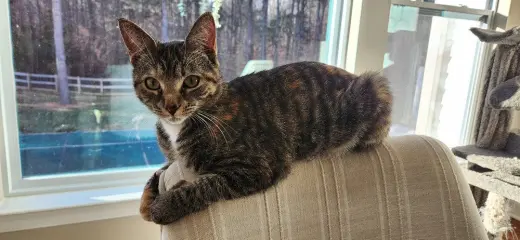 Eris