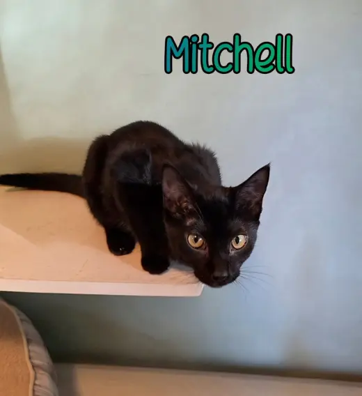 Mitchell