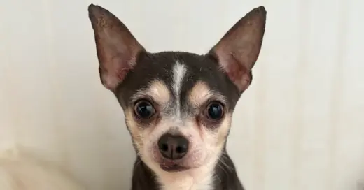 Ozzy #6757
