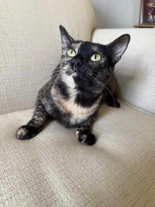 GABBY