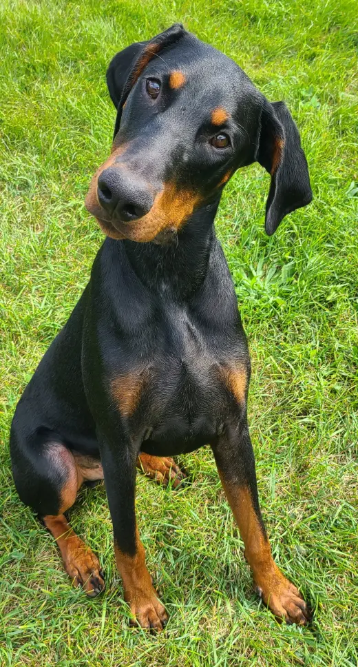 Ember