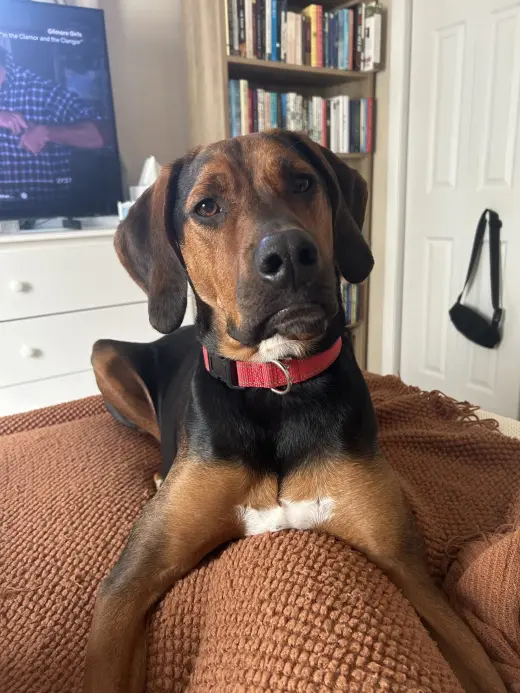 Harlan