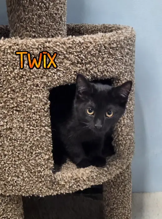 Twix