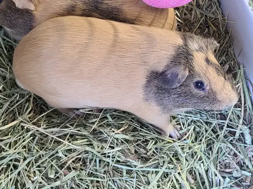 Edgar