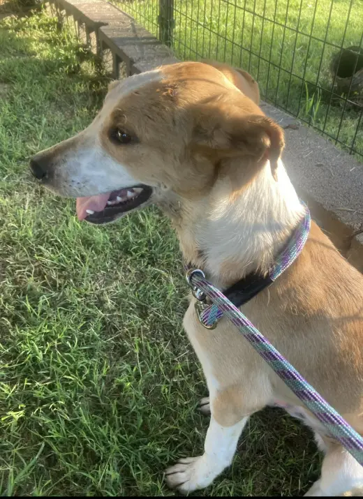 Mason (in foster)
