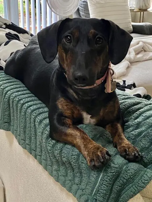 Daisy  -  Bonded With Norman  -  So Ca