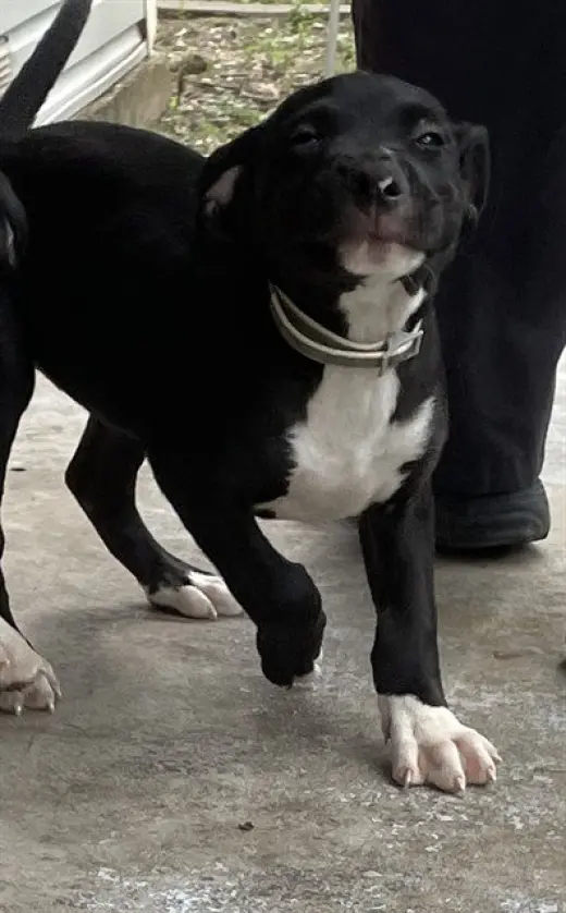 CHOMPERS
