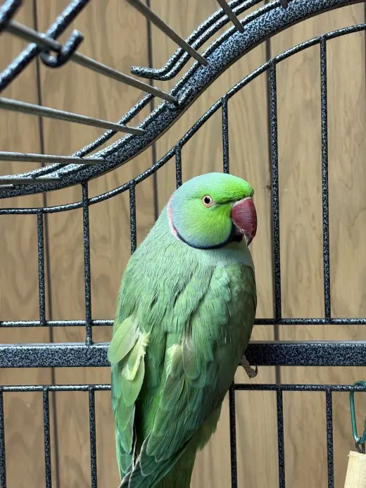 Clover