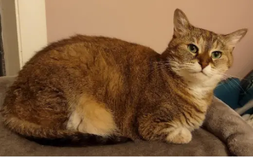 Pawla