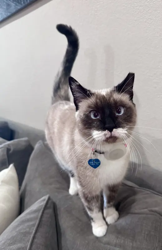 Lady Lulu