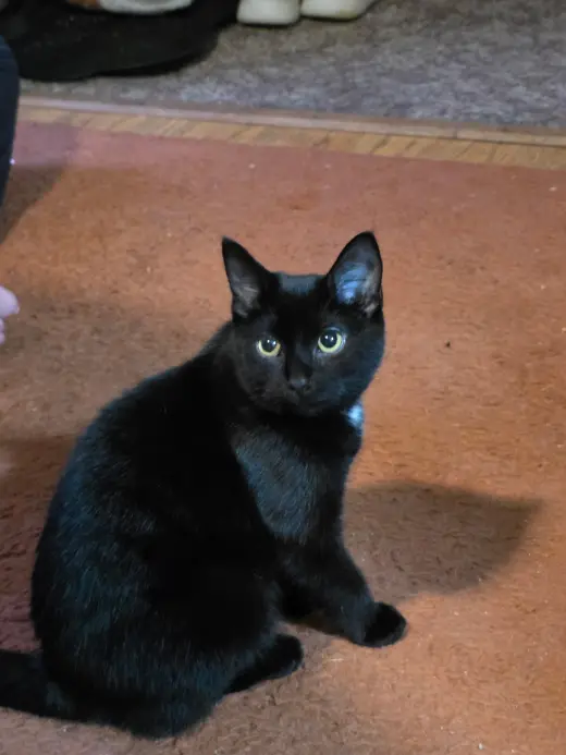 Toothless