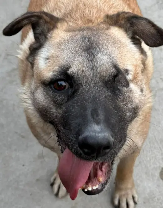 Evee (Courtesy Post) -Adopt Me