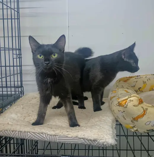 Mea and Lea *Bonded Pair*