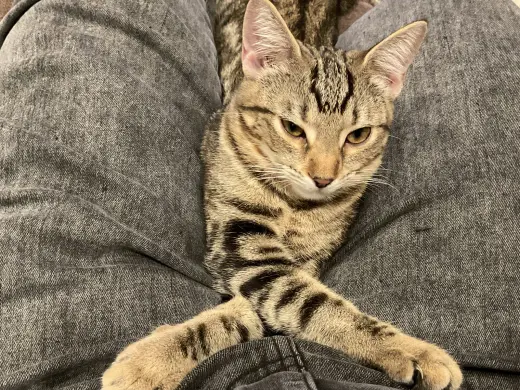Nugget