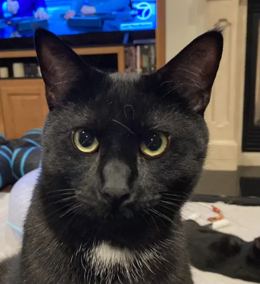Dot (bonded with Nugget)