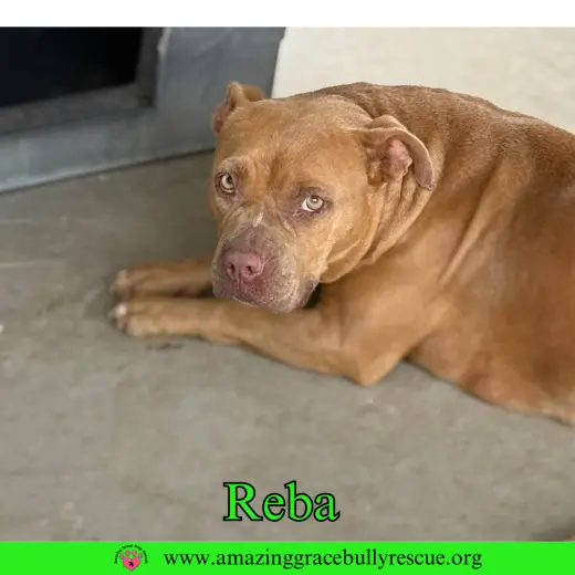 Reba (aka Dolly)