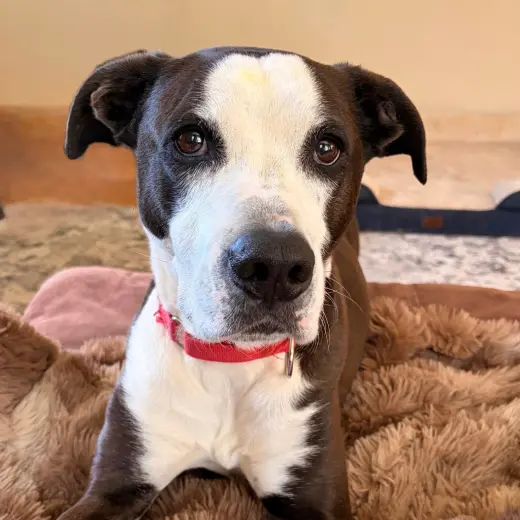 Pete