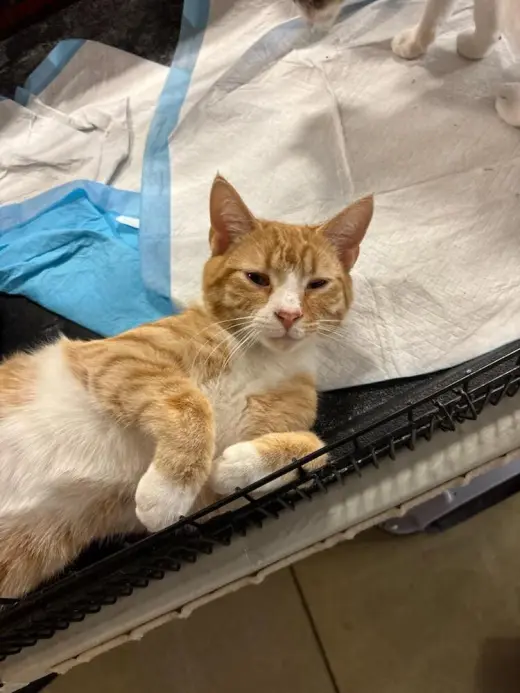 Marmalade